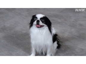 心おどる　犬ワールド（５）日本の犬・外国の犬