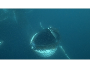 ワイルドライフ　ＳＰ　南アフリカ世界初！巨大クジラ３００頭　海に響く歌の秘密