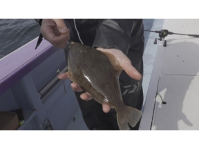 釣りびと万歳　春　のんびりマガレイと根比べ～はるな愛　　宮城・仙台湾～