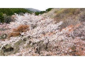 百名山　ヤマたび！　春芽吹く　くじゅう連山へ