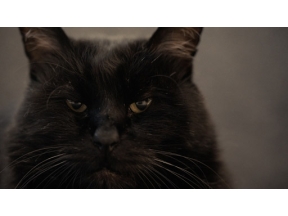ネコメンタリー　猫も、杓子（しゃくし）も。　＜新＞　広瀬裕子とあめ