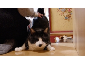 ネコメンタリー　犬丸宣子と猫丸と猫助と猫納言と猫小町