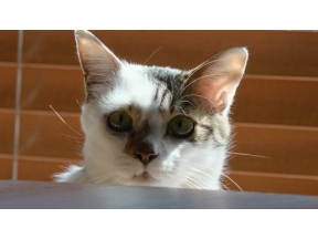ネコメンタリー　猫も、杓子（しゃくし）も。　標野凪と蒼