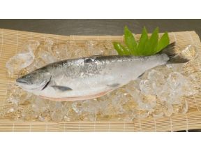 釣りびと万歳　初夏のオホーツク海　遠投で挑め！サクラマス～田中美佐子～