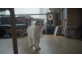 ネコメンタリー　猫も、杓子（しゃくし）も。　麻生要一郎とチョビ