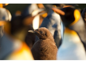 地球ドラマチック　ペンギン物語　後編　赤ちゃん危機一髪