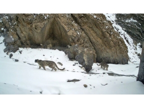 ワイルドライフ　孤高の王者ユキヒョウ　未知の素顔に迫る