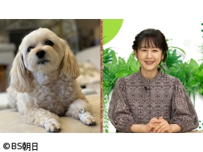 ネコいぬワイドショー　【ゲスト】相田翔子