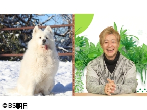 ネコいぬワイドショー　【ゲスト】つるの剛士