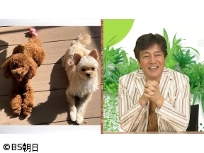 ネコいぬワイドショー　【ゲスト】野口五郎