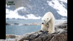 BBC Earth ワイルド・スカンジナビア〜神話の息づく地へ〜 #3