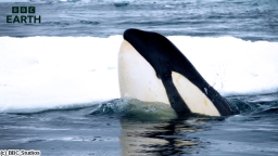 BBC Earth 海の王者シャチ〜未知なる生態〜