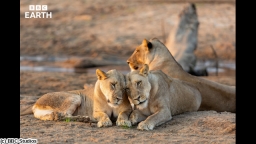 BBC Earth 2026 キングダム 大地の覇者 ＃３ 襲撃