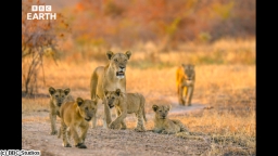 BBC Earth 2026 キングダム 大地の覇者 ＃５ 誕生