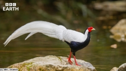 BBC Earth 2026 ワイルド・チャイナ ＃１ 山地