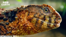 BBC Earth 2026 ワイルド・チャイナ ＃３ 都市