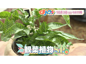 くまパワ+