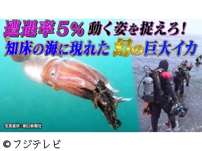 世界の何だコレ!?ミステリー▼激撮!知床に現れた巨大イカを追え