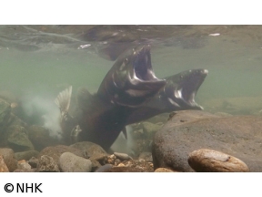 さわやか自然百景　札幌　真駒内川