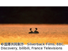 国際共同制作　恋する生きものたちの挑戦「淡水　タイミングがすべて」