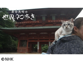 岩合光昭の世界ネコ歩き　高野山　和歌山