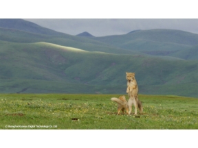 地球ドラマチック　シリーズ　中国　野生の楽園　チベット高原に生きる