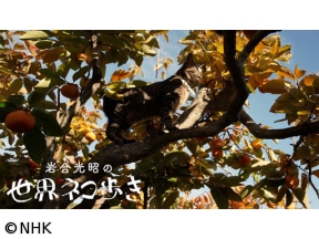 岩合光昭の世界ネコ歩き　三河