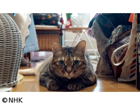 ネコメンタリー　猫も、杓子（しゃくし）も。　村山早紀と千花