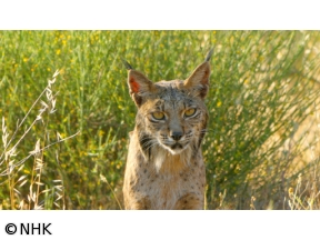 ワイルドライフ　スペイン南西部　陽光の大地を駆ける!幻のスペインオオヤマネコ
