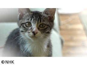 おとな時間研究所　愛する猫たち　小さな命を見つめ