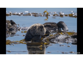 地球ドラマチック　ラッコの暮らすケルプの森で
