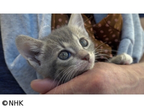 ねこ育て　いぬ育て(22)