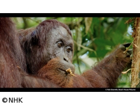地球ドラマチック 動物たちのサバイバル術 オランウータンに学べ!