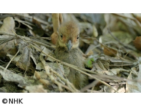 ダーウィンが来た！「シドニーで大繁栄！落ち葉で塚をつくる鳥」