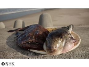 新日本風土記「フグとアンコウ」