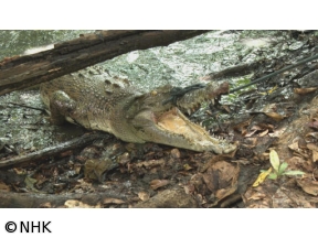 超密着!世界の凄(すご)ワザキング　オーストラリア　ワニハンター