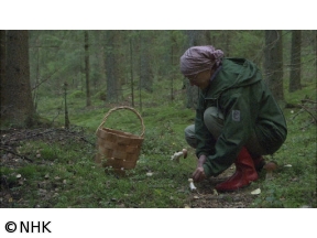 ４Ｋプレミアムカフェ　選　世界里山紀行　フィンランド　森（２００７年）