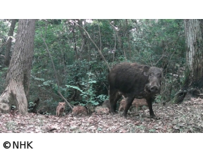 ダーウィンが来た！「長期密着・多摩川トライアングル　ついに巨獣あらわる！？」[解][字]