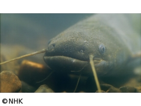 ダーウィンが来た！「徹底解明！ナマズの超能力」
