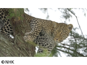 ダーウィンが来た！「忍びのワザで生きろ！ヒョウ母子」