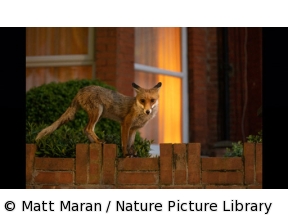 ワイルドライフ　国際共同制作　ワイルドロンドン