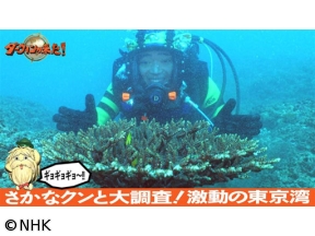 ダーウィンが来た！「さかなクンと大調査！激動の東京湾」