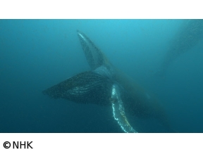 ワイルドライフ　ＳＰ　南アフリカ世界初！巨大クジラ３００頭海に響く歌の秘密
