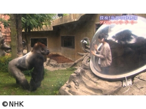 ４Ｋプレミアムカフェ　探検！アメリカ・ヘンリードーリー動物園