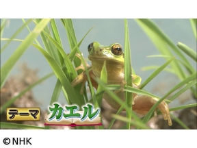 出川哲朗のクイズほぉ〜スクール　QuizKnockが出題！カエルのヒミツ