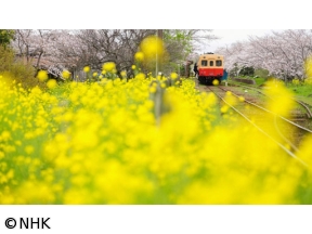中井精也の絶景!てつたび　春風そよぐ千葉・小湊鉄道を行く!
