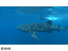 ワイルドライフ　SP　よみがえる感動　「ジンベエザメ」「巨大クジラ」大集結