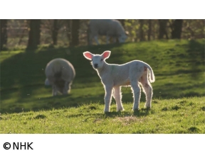 イギリスで一番美しい庭　ダルメイン　生き物たちのにぎわい