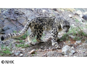 ワイルドライフ 孤高の王者ユキヒョウ 未知の素顔に迫る
