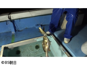 魚が食べたい!　「長崎県で巨大イサキと巨大イセエビ漁へ!トラブル発生!?」